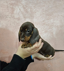Bassotto kaninchen nero marrone