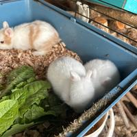 Cuccioli coniglio nano