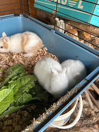 Cuccioli coniglio nano