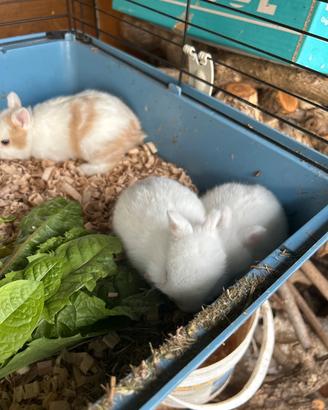 Cuccioli coniglio nano