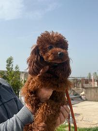 Barboncino maschio per monta