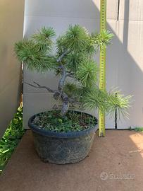 Bonsai Pino bianco, melograno, acero palmato