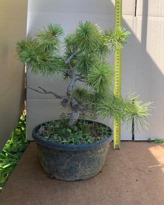 Bonsai Pino bianco, melograno, acero palmato