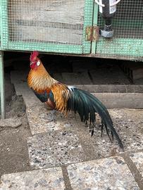 Polli ornamentali