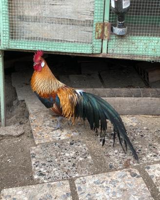 Polli ornamentali