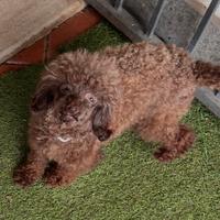 Barboncina toy marrone Pedigree