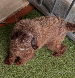 Barboncina toy marrone Pedigree