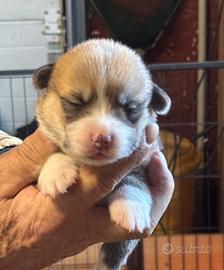 Cuccioli di welsh corgi pembroke