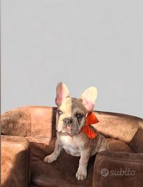 Bulldog