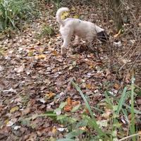 Disponibile solo per accoppiamento