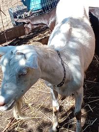 Capra