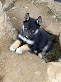 Cuccioli di Husky agouti