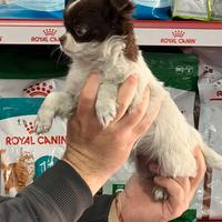 Chiuahua femmina pelo lungo