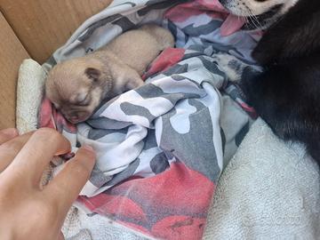 Chihuahua