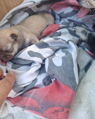 Chihuahua