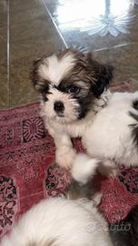 Cuccioli di Shih Tzu