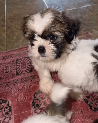 Cuccioli di Shih Tzu