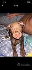 Pitbull rdnose ukc