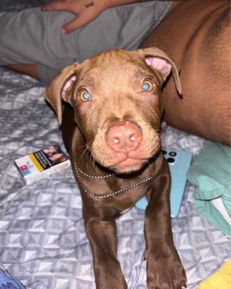 Pitbull rdnose ukc