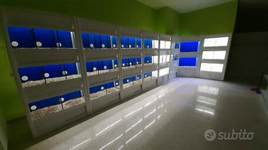 Batteria espositiva per animali/arredo negozio pet