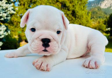 Cuccioli Bulldog Inglese