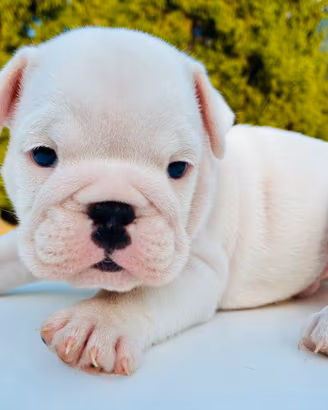 Cuccioli Bulldog Inglese