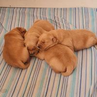 Cuccioli di Golden Retriever