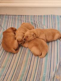 Cuccioli di Golden Retriever