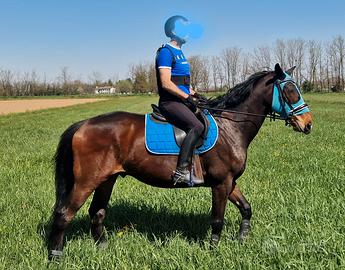 Cavallo di 10 anni