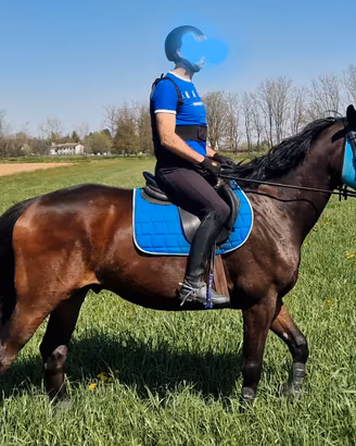 Cavallo di 10 anni