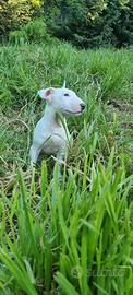 Cucciola di Bull Terrier Standard