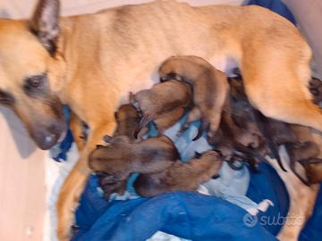 Cuccioli di malinois