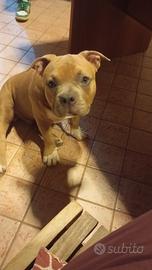 American bully