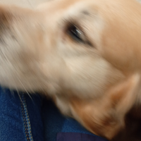 Adozione Golden retriever
