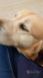 Adozione Golden retriever