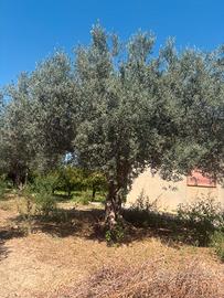 Piante secolari