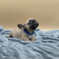 Bouledogue Francese