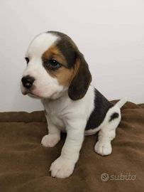 Beagle