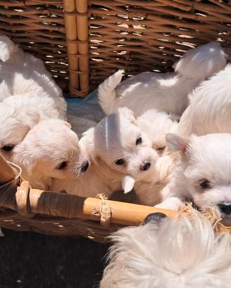 cuccioli di maltesi