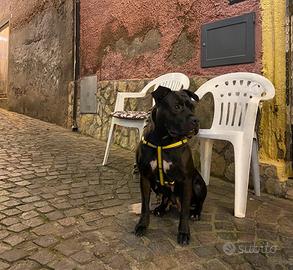 Amstaff