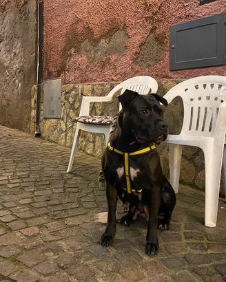 Amstaff