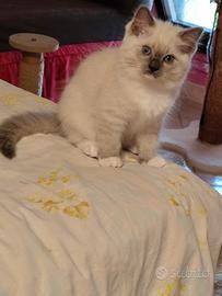 Cucciola Ragdoll