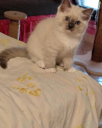 Cucciola Ragdoll