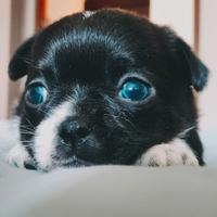 Cucciolo chihuahua