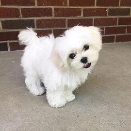 Cane Maltese