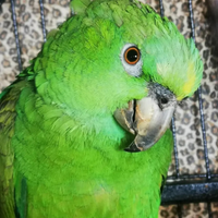 Amazzone nuca gialla allevato a mano