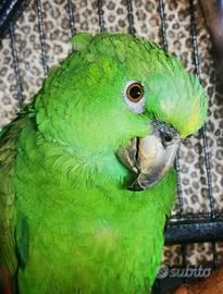 Amazzone nuca gialla allevato a mano