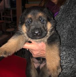 Cuccioli di Pastore Tedesco
