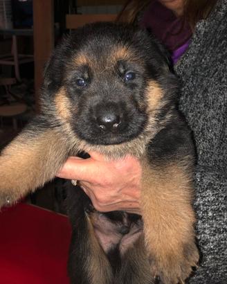 Cuccioli di Pastore Tedesco