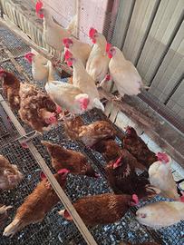 Galline ovaiole